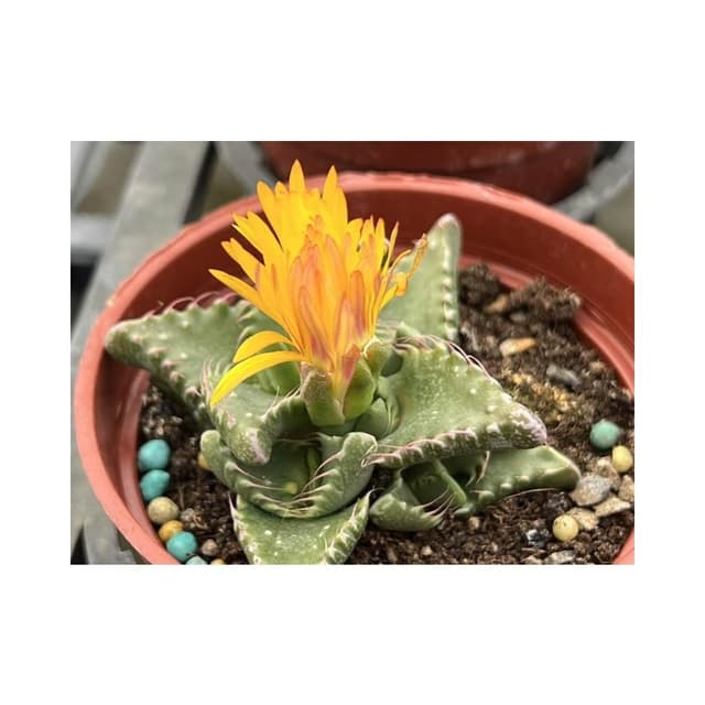 三寸盆 虎波 多肉植物 現貨
