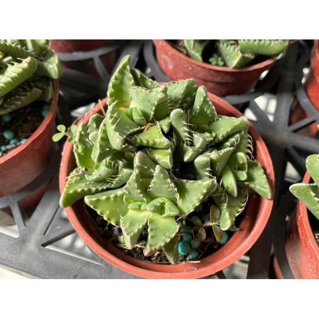 三寸盆 虎波 多肉植物 現貨