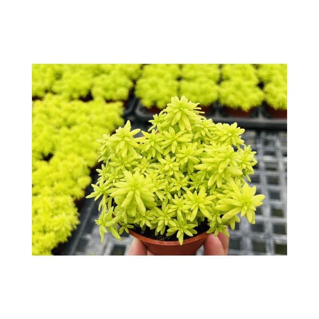 三寸盆 黃金萬年草景天 多肉植物 現貨