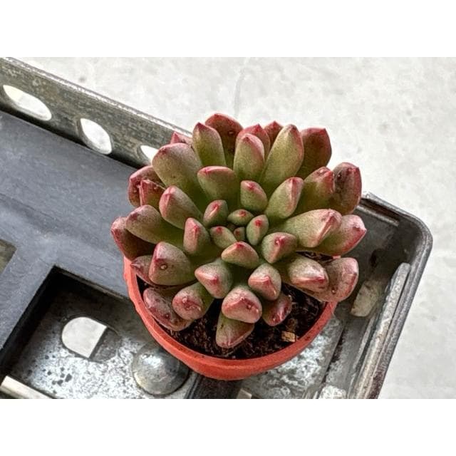 一寸盆 紅寶寶 多肉植物 現貨