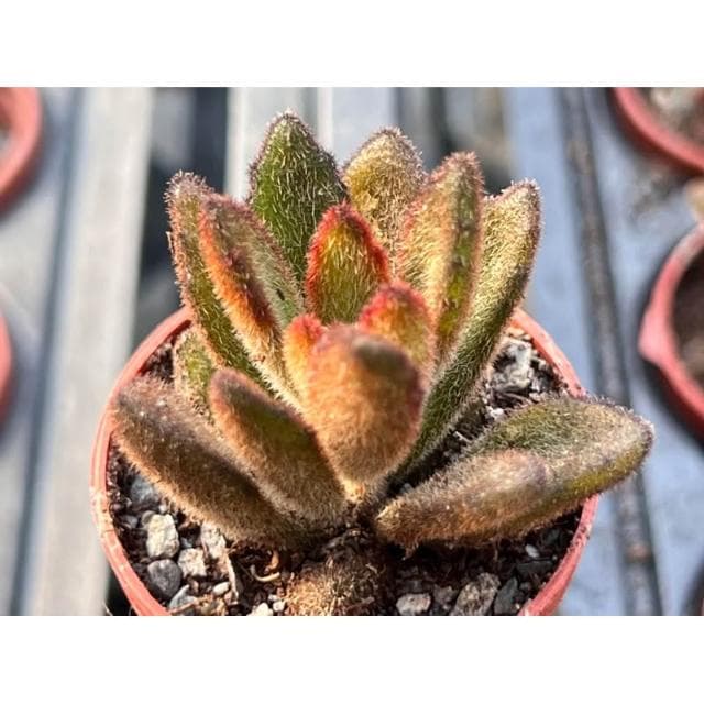 一寸盆 悟空兔 多肉植物 現貨