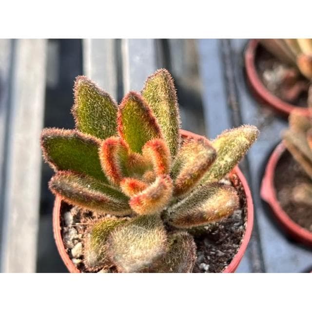 一寸盆 悟空兔 多肉植物 現貨