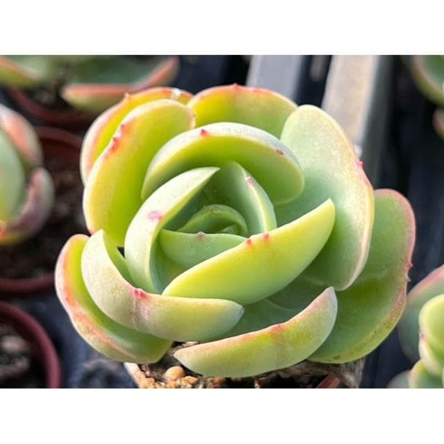 一吋盆 桃之嬌 多肉植物 現貨