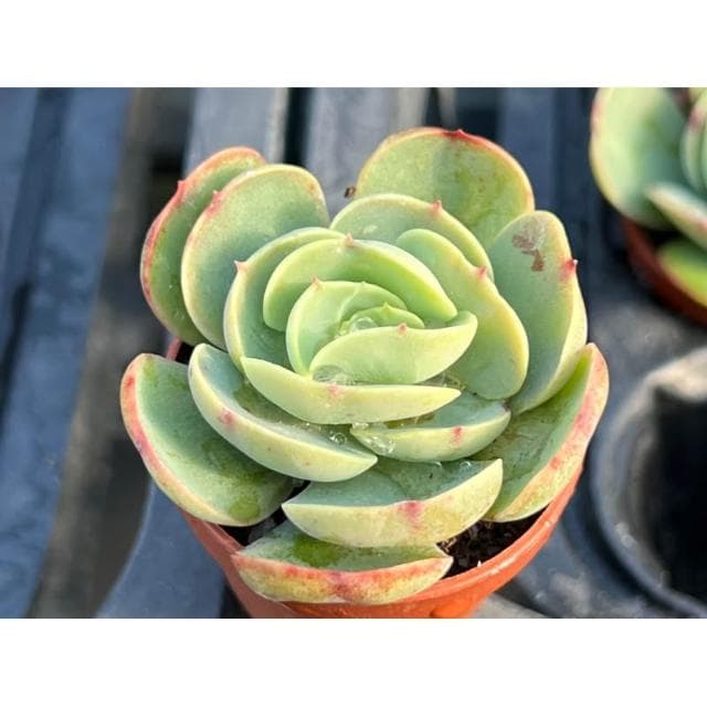 一吋盆 桃之嬌 多肉植物 現貨