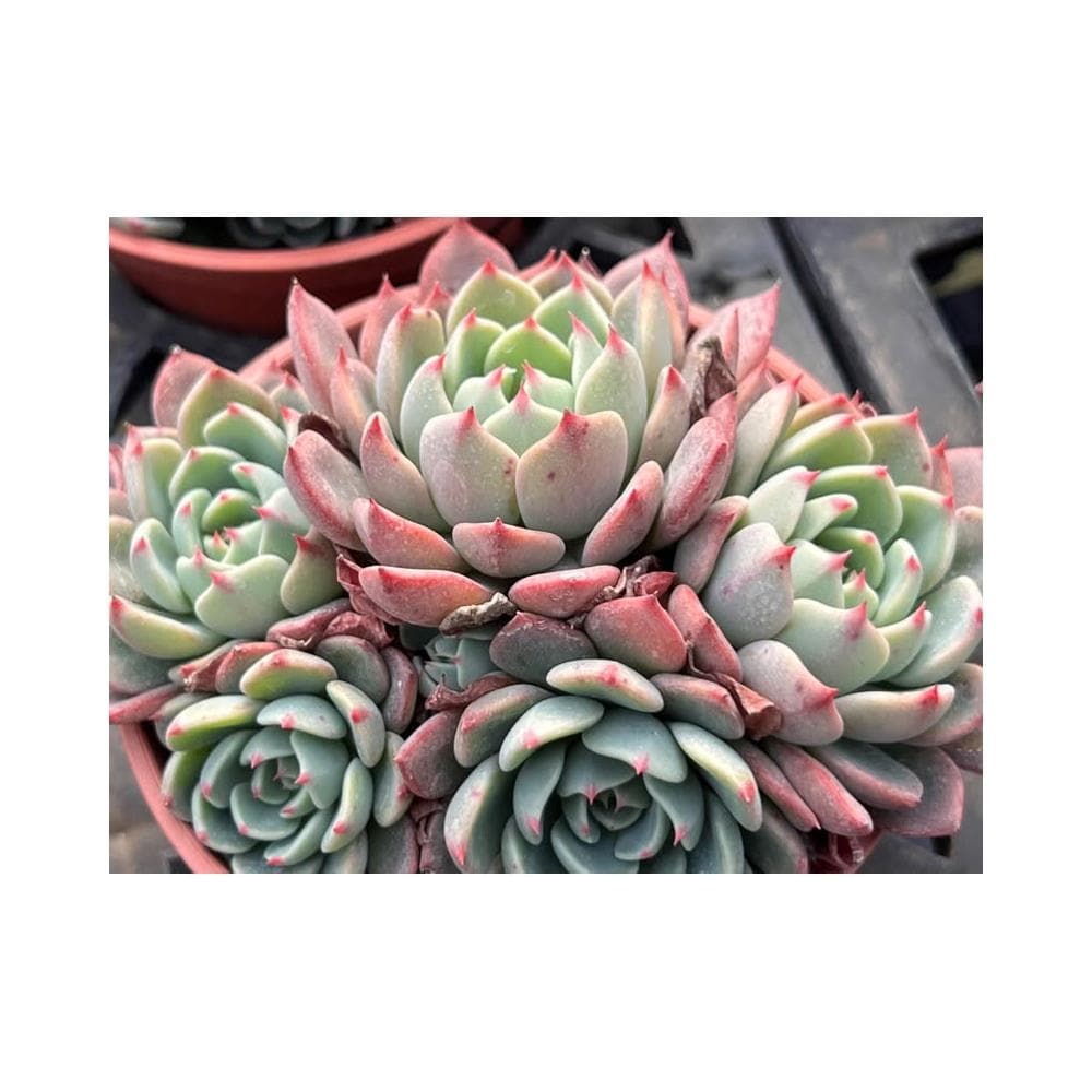 三寸盆 娜娜小勾🎁多側芽🎁 多肉植物 現貨
