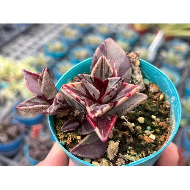 三吋盆 京鹿之子錦 多肉植物 現貨