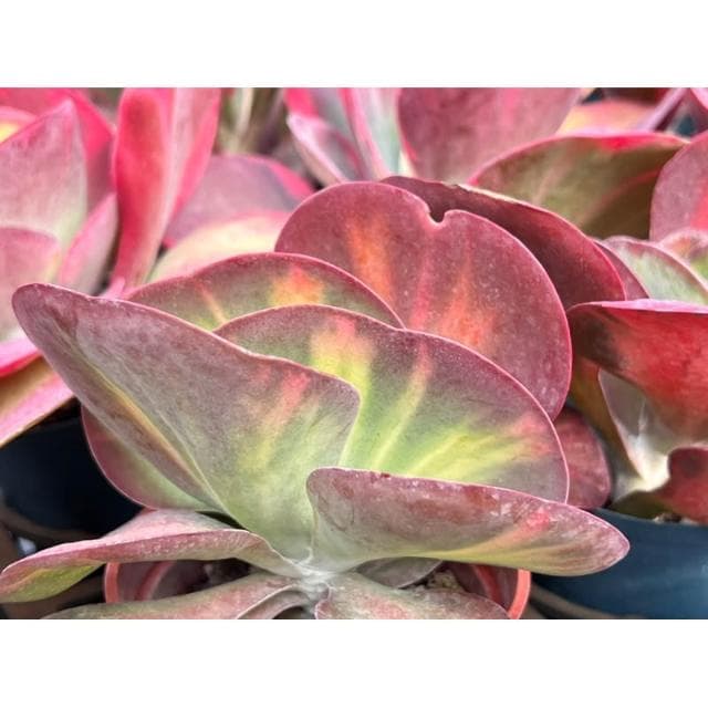 三寸盆 唐印錦 多肉植物 現貨