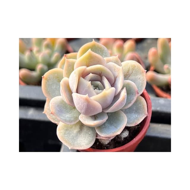一寸盆 藍色驚喜 多肉植物 現貨