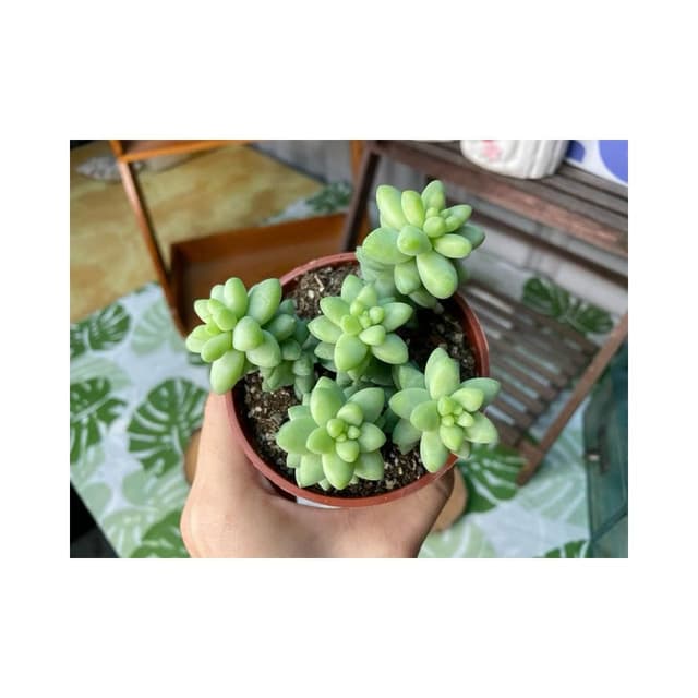 三寸盆 新玉墜 多肉植物 現貨