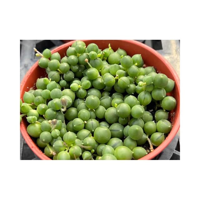 三寸盆 綠之鈴 佛珠 多肉植物 現貨