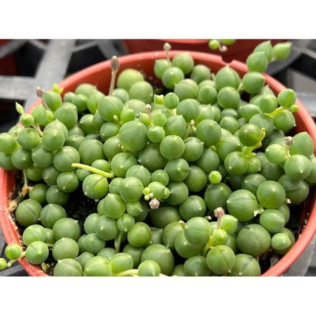 三寸盆 綠之鈴 佛珠 多肉植物 現貨