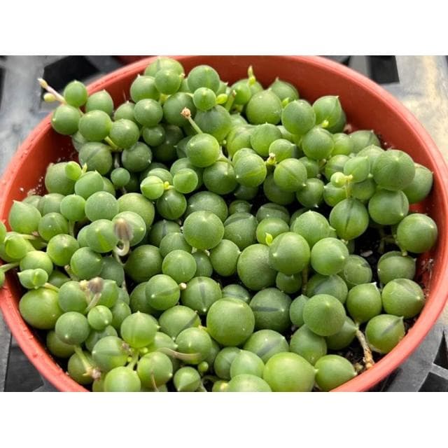 三寸盆 綠之鈴 佛珠 多肉植物 現貨