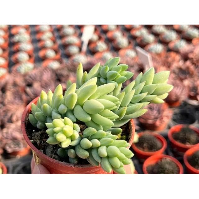 三寸盆 大玉串 多肉植物 現貨