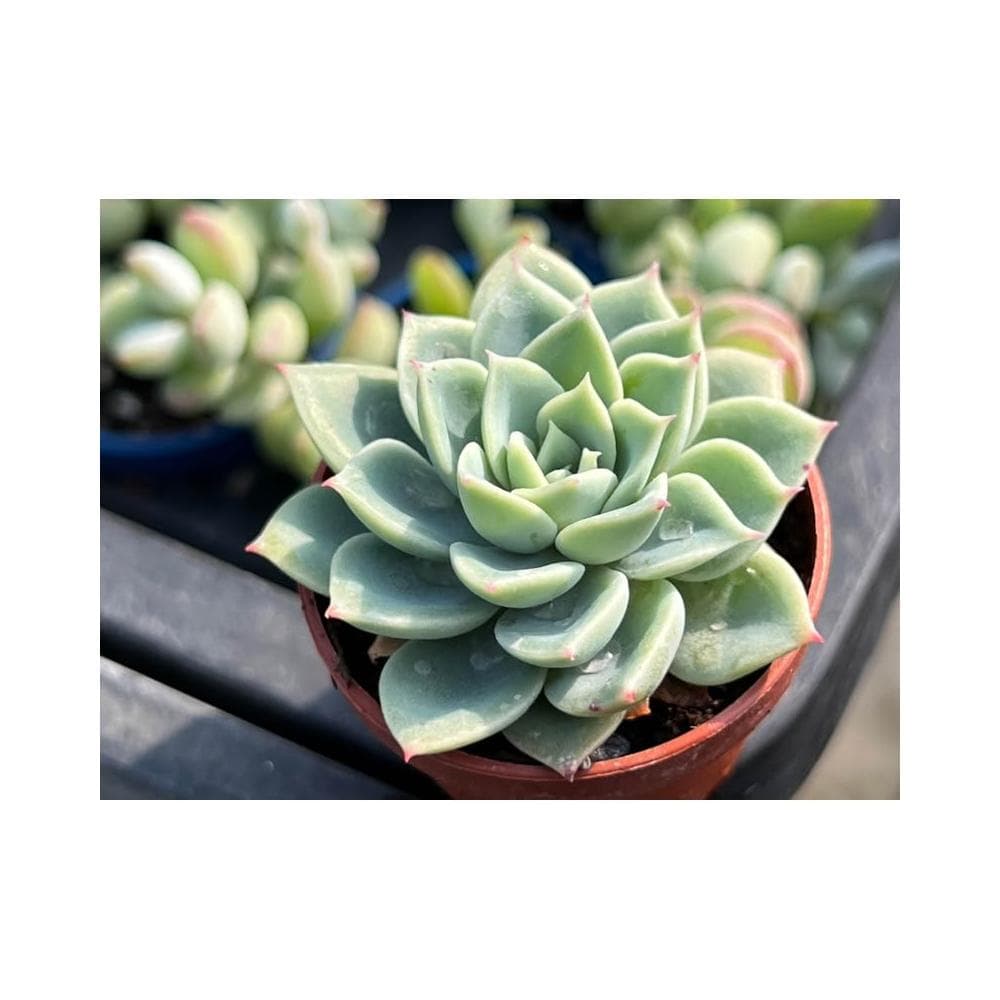 一寸盆 三色堇 多肉植物 現貨