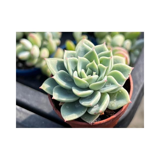 一寸盆 三色堇 多肉植物 現貨