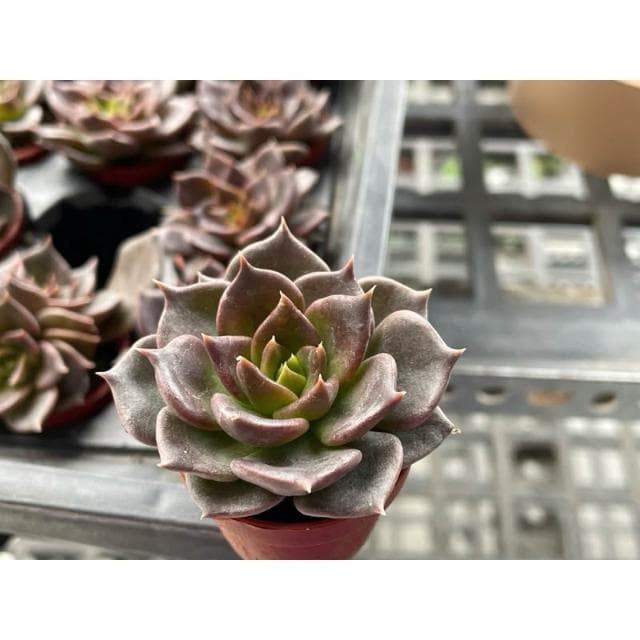 一寸盆 黑王子 多肉植物 現貨