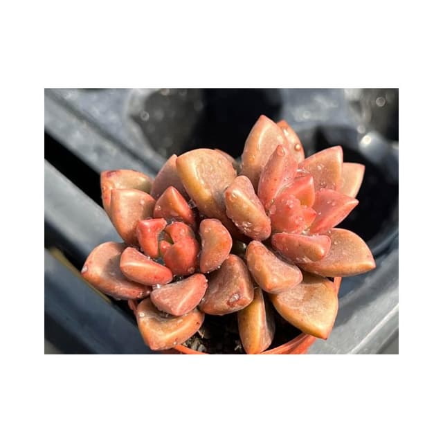 一吋盆 姬朧月 多肉植物 現貨