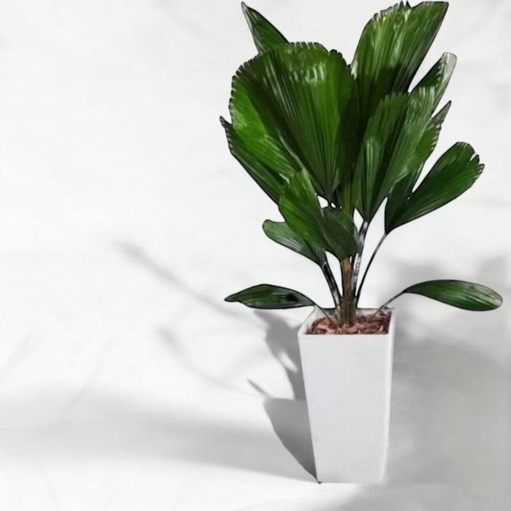 玠森工坊經典圓葉刺軸櫚盆栽(觀葉植物 室內植物 禮品盆栽)