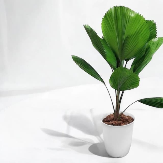 玠森工坊簡約圓葉刺軸櫚盆栽(觀葉植物 室內植物 禮品盆栽)