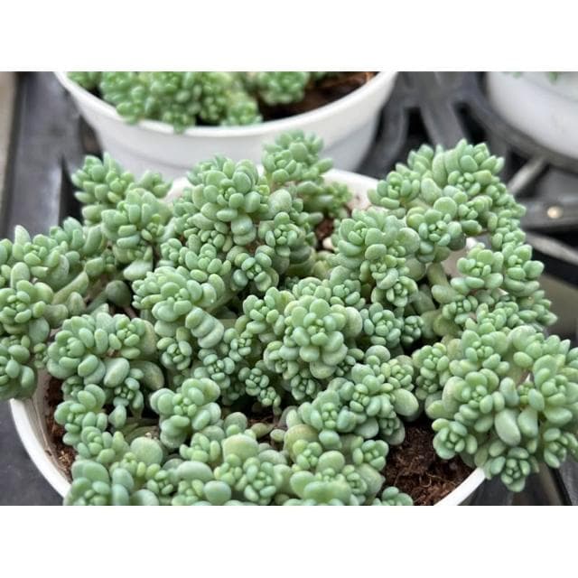 三寸盆 大姬星 多肉植物 現貨