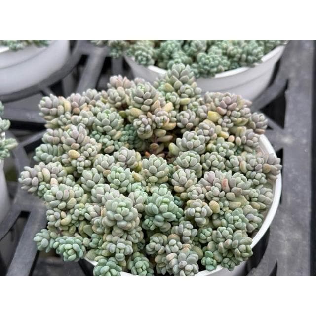 三寸盆 大姬星 多肉植物 現貨