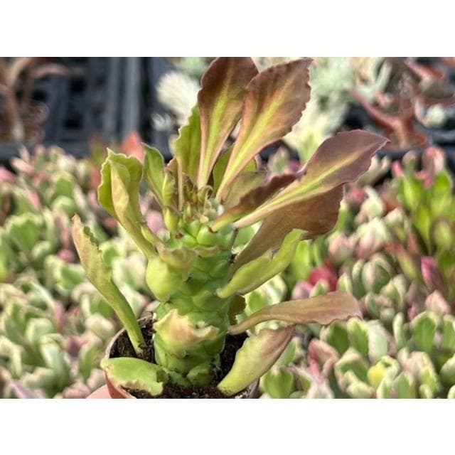 一寸盆 蒼龍閣錦 多肉植物 現貨