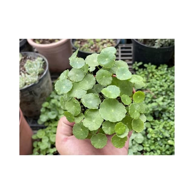 三吋盆 錢幣草 水生 多肉植物 現貨