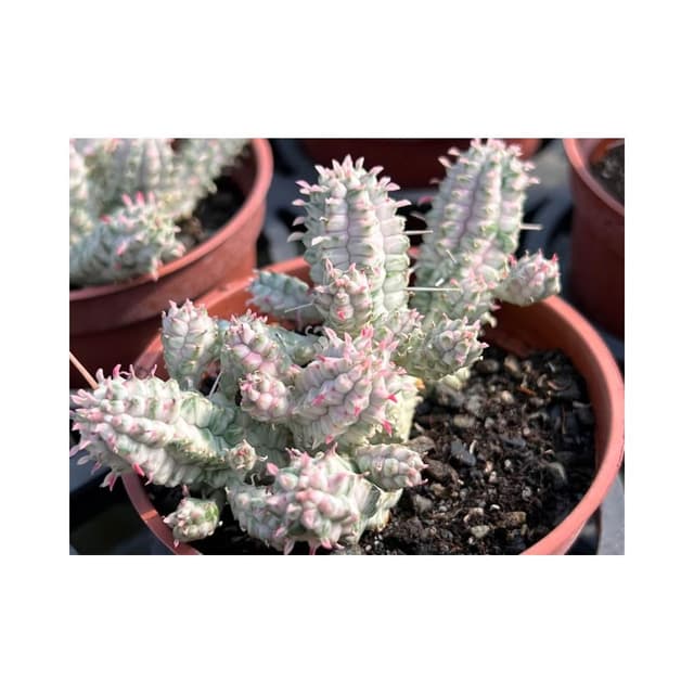 三寸盆 白化麒麟 多肉植物 現貨