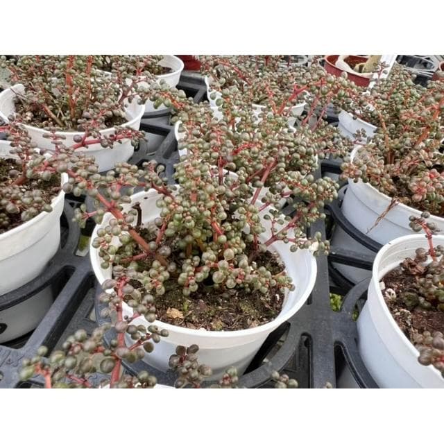 三寸盆 露鏡 多肉植物 現貨