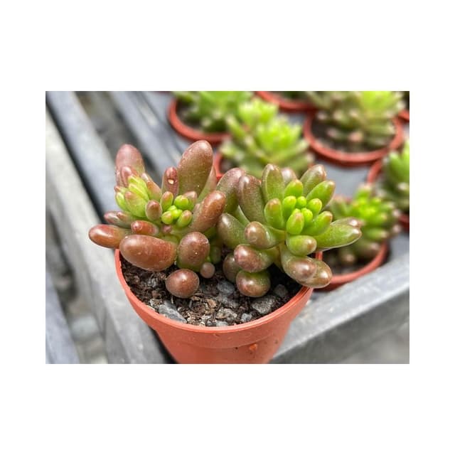 一吋盆 虹之玉/錦 多肉植物 現貨