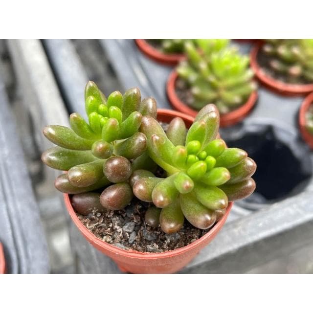 一吋盆 虹之玉/錦 多肉植物 現貨