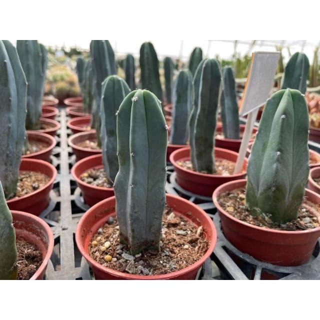 三寸盆 龍神木 仙人掌植物 現貨