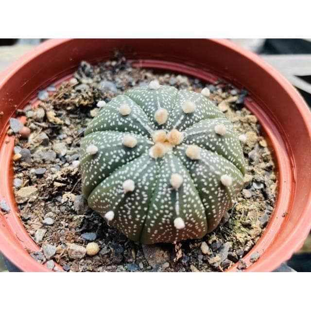 三寸盆 兜 仙人掌植物 現貨