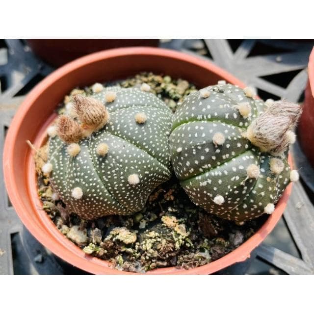 三寸盆 兜 仙人掌植物 現貨