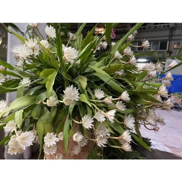 迷你曇花🌙春秋2季盛開，香味清雅素樸，大約晚上10點開花至早上9點！註：圖1、2為販售圖