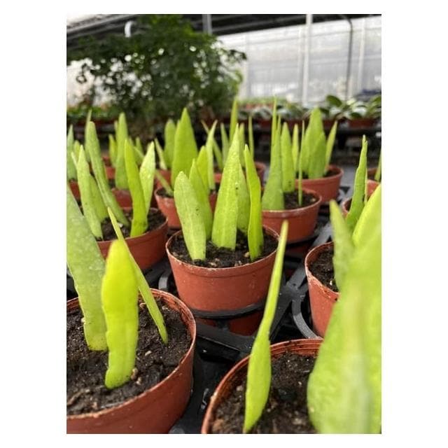 迷你曇花🌙春秋2季盛開，香味清雅素樸，大約晚上10點開花至早上9點！註：圖1、2為販售圖