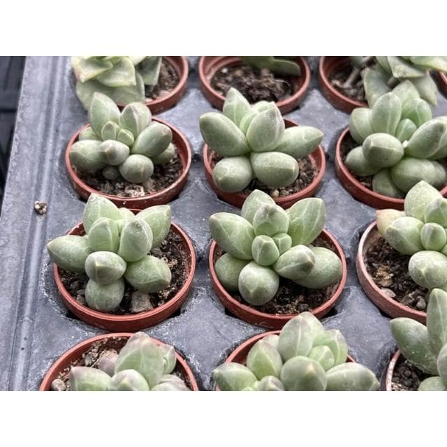 一吋盆 千代田之松💎鑽石般暗紋💎多肉植物 現貨