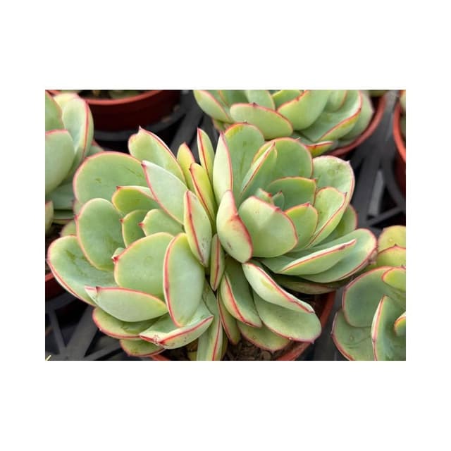 三寸盆 怕了沒啦 多肉植物 現貨
