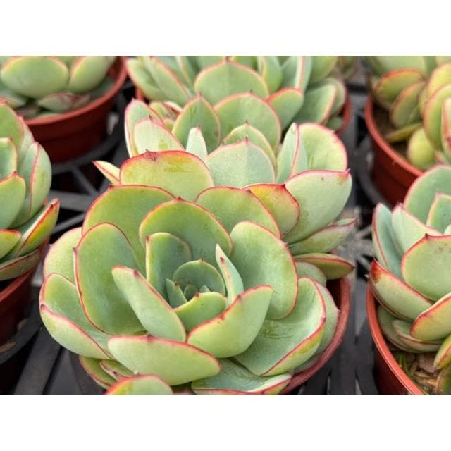 三寸盆 怕了沒啦 多肉植物 現貨