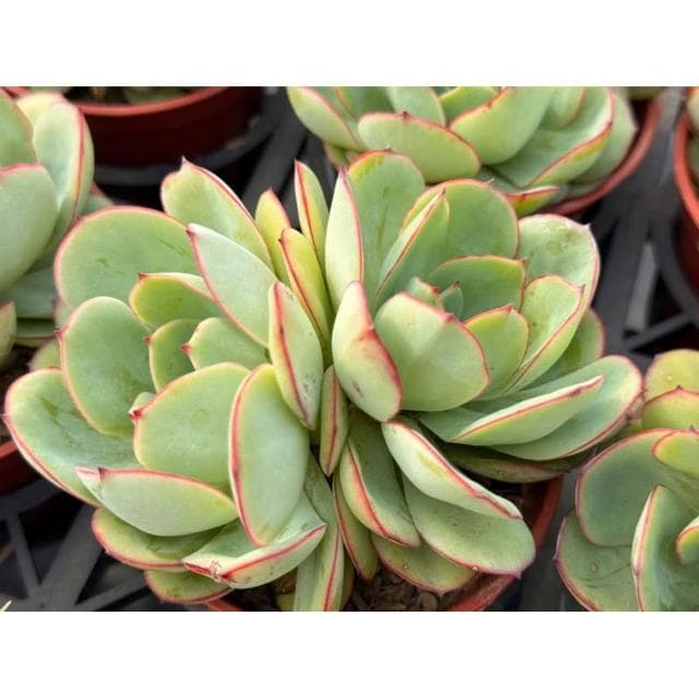 三寸盆 怕了沒啦 多肉植物 現貨