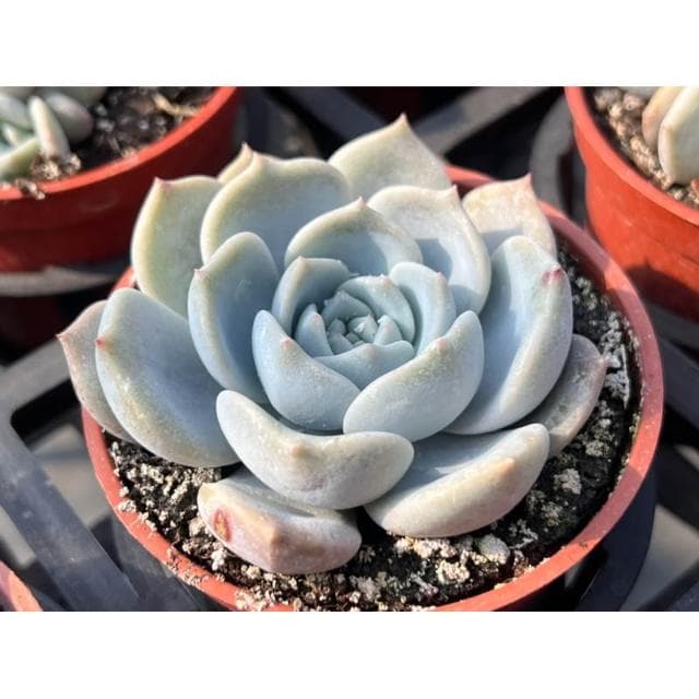 三吋盆 檸檬花 多肉植物 現貨
