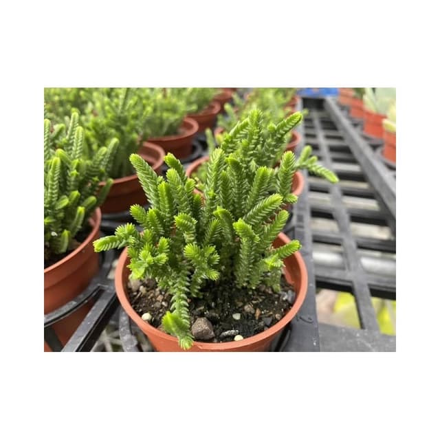三寸盆 若綠 多肉植物 現貨