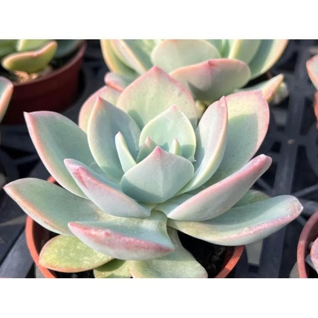 三吋盆 德鳳 多肉植物 現貨