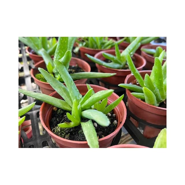 三寸盆 蘆薈 多肉植物 現貨