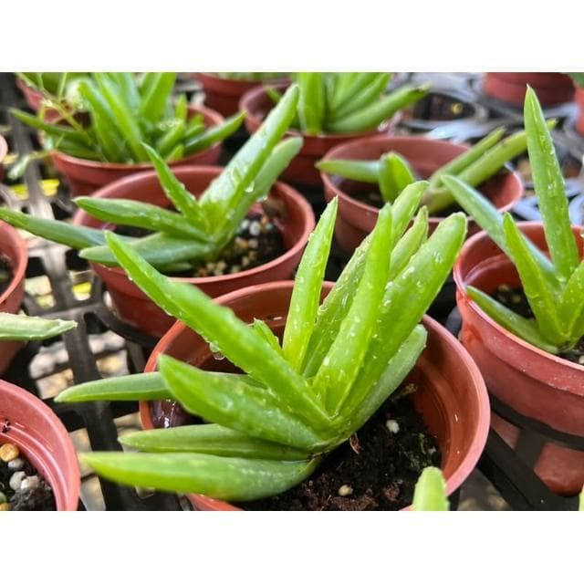 三寸盆 蘆薈 多肉植物 現貨