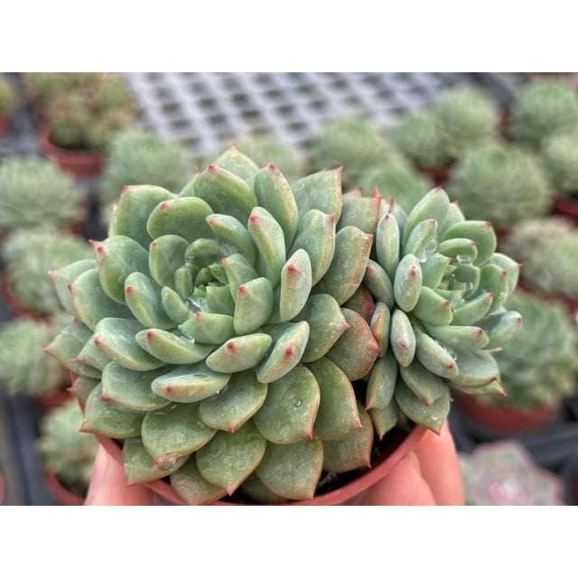 三吋盆 思嘉麗 多肉植物 現貨