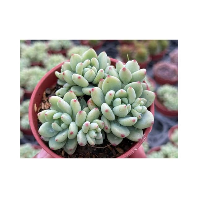 三寸盆 香香豆 多肉植物 現貨