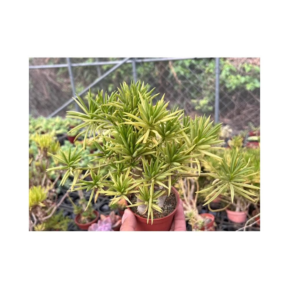 三寸盆 細葉椒草 多肉植物 現貨