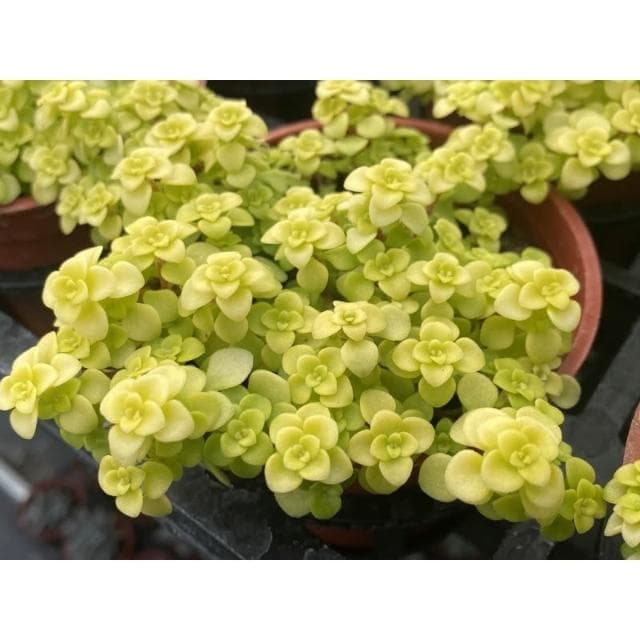 三寸盆 圓葉黃金景天 多肉植物 現貨