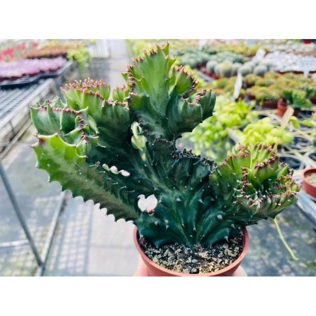 三吋盆 春峰 仙人掌植物 現貨